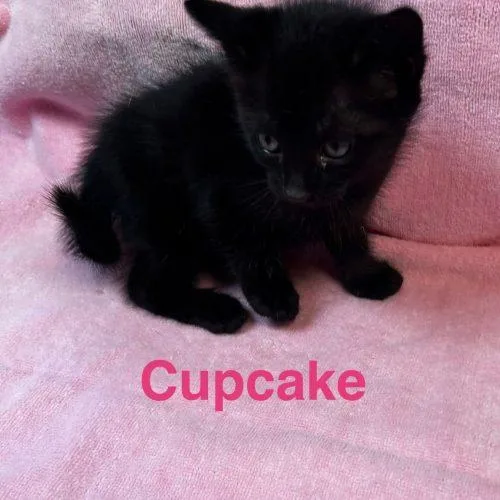 Cupcake thumbnail 2