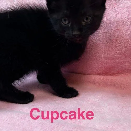 Cupcake thumbnail 3