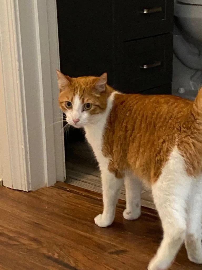 A young medium-sized male Domestic Short Hair cat named Biscotti for adoption in Cumming, GA
