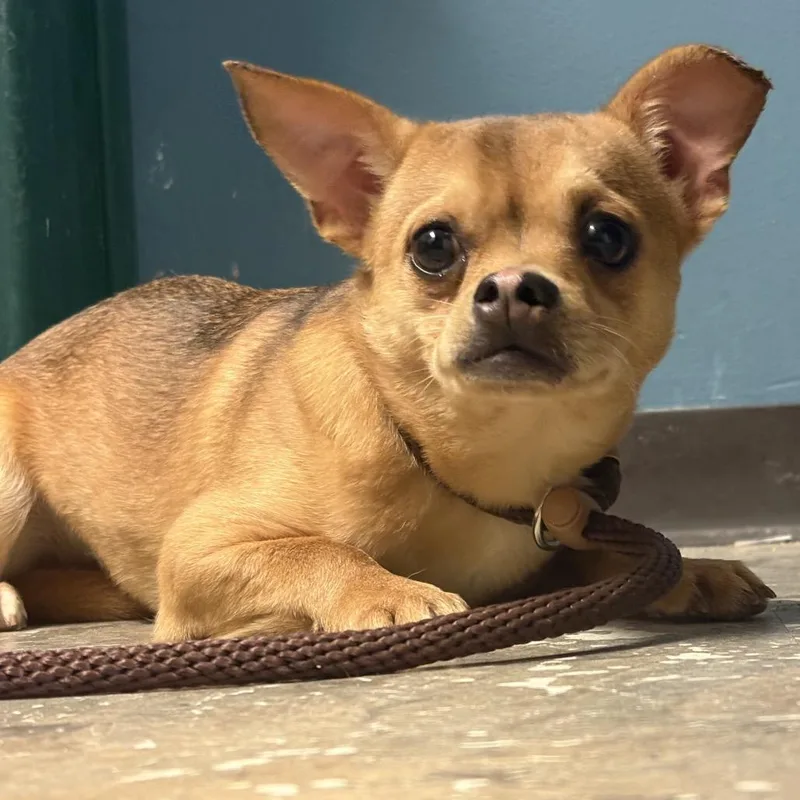 Diet Coke thumbnail 2