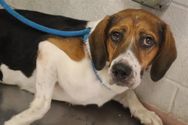An adult medium-sized male Mixed Breed dog named Derrick for adoption in Columbia, SC