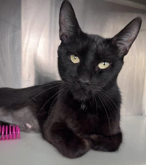 A young medium-sized female Domestic Short Hair cat named Maid Marian for adoption in Carrollton, GA