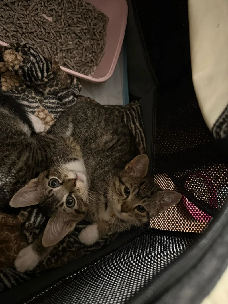 A baby small-sized male Tabby (Brown / Chocolate) Domestic Short Hair cat named Tictac for adoption in Long Island City, NY
