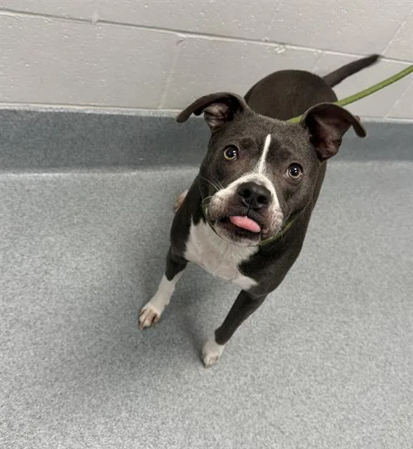 An adult medium-sized female Pit Bull Terrier dog named Fiona for adoption in Indianapolis, IN