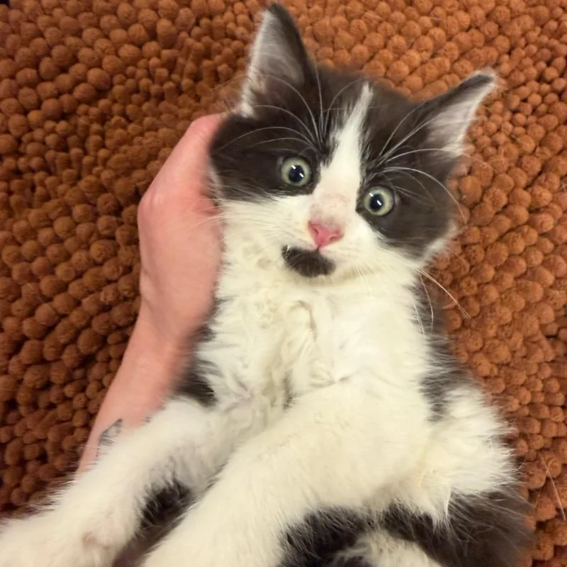 A baby small-sized male Black Domestic Long Hair cat named Arlo for adoption in Middleburg Heights , OH