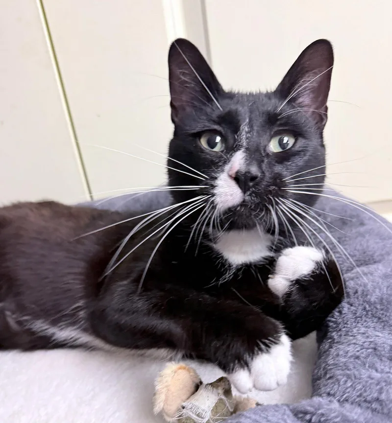 A young medium-sized male Domestic Short Hair cat named Scott  year for adoption in Sterling, MA