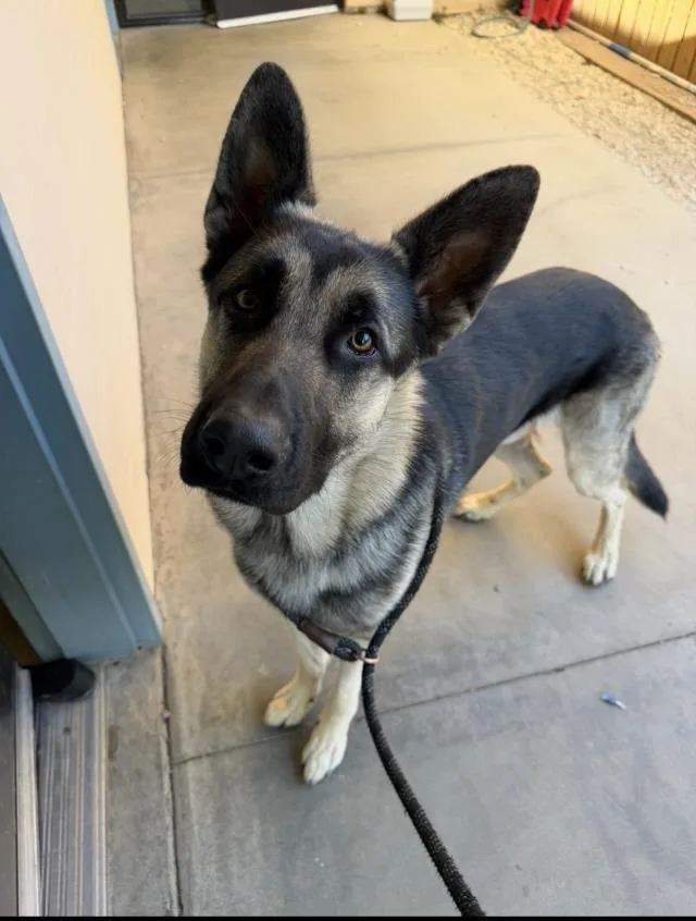 A young large-sized male German Shepherd Dog dog named Derek for adoption in Santa Maria, CA