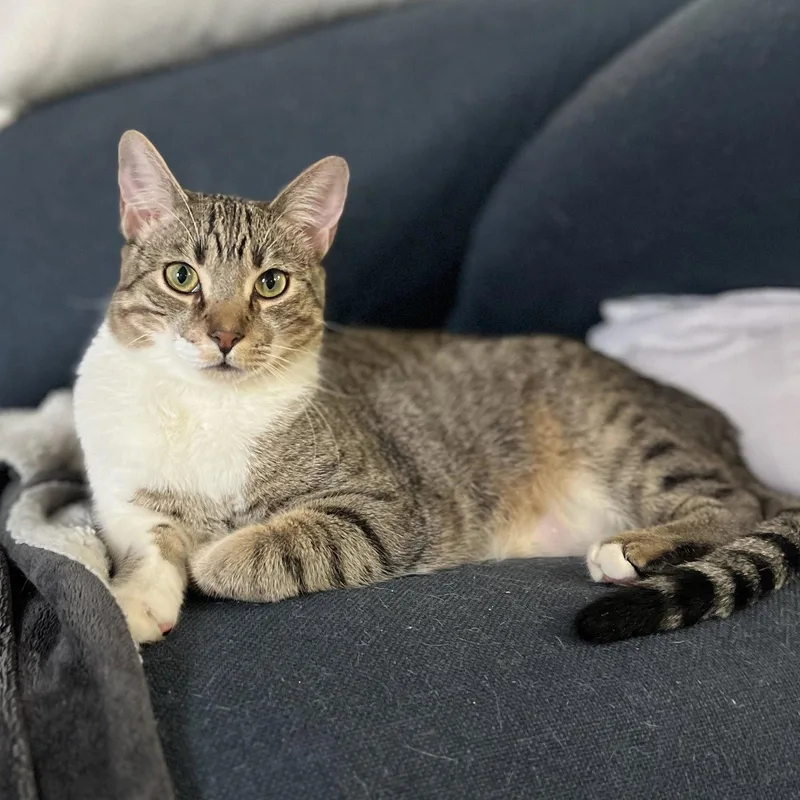 A young medium-sized male Tabby cat named Neptune Bondedtomars for adoption in Houston, TX