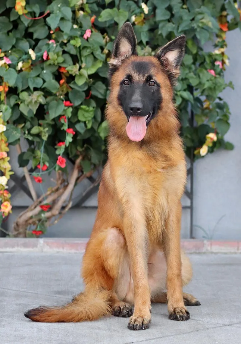 A young large-sized male Black German Shepherd Dog dog named Dylan von Datzetal for adoption in Los Angeles, CA