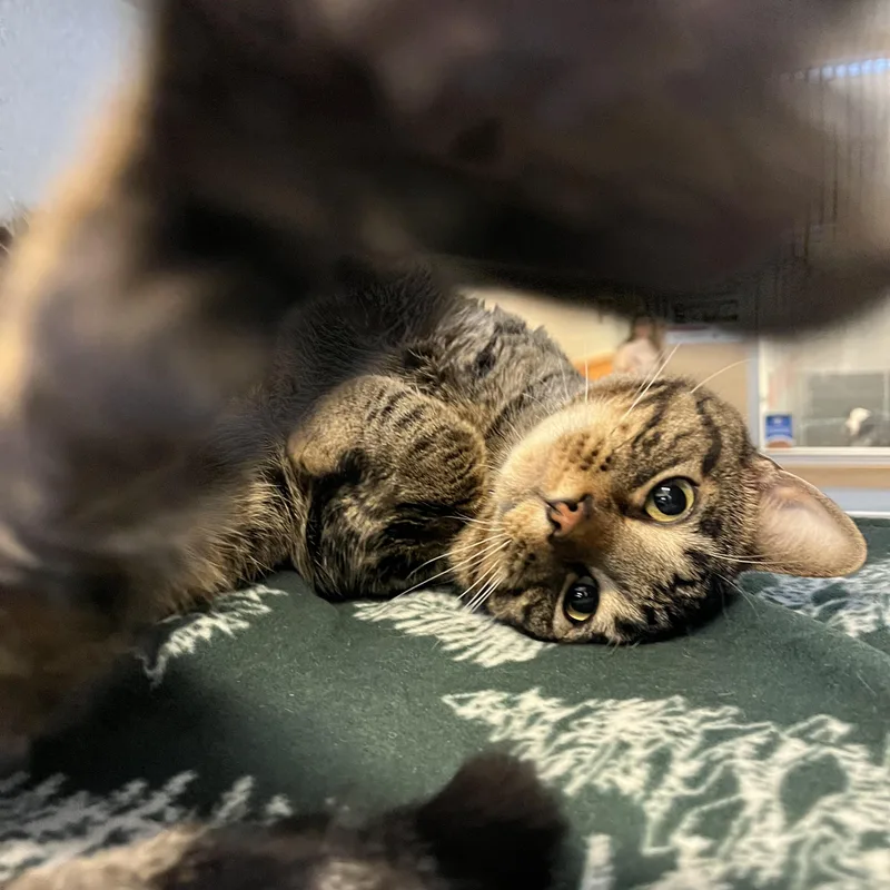 Milo Located @ Petsmart thumbnail 2