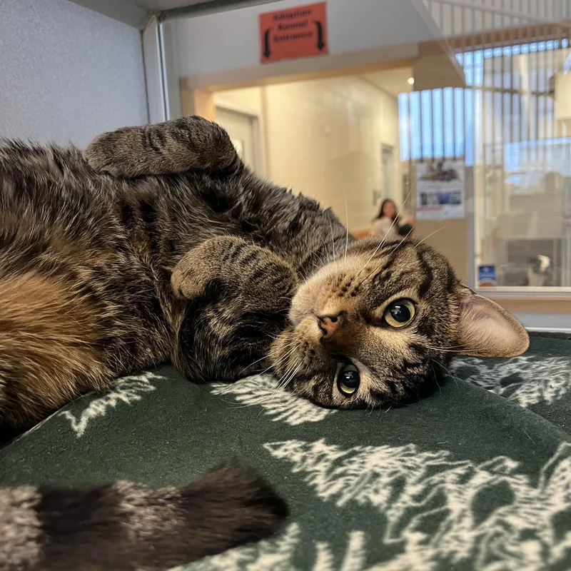 Milo Located @ Petsmart thumbnail 3