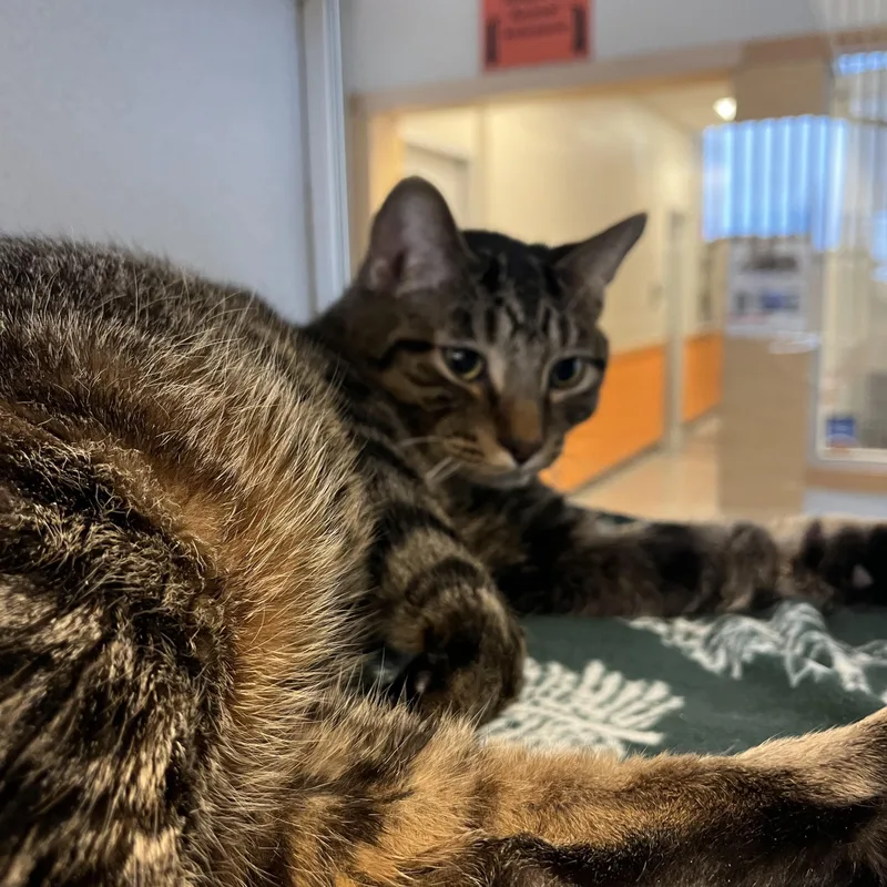 Milo Located @ Petsmart thumbnail 4