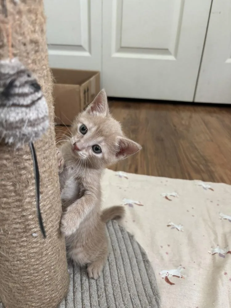 A baby small-sized male Tabby (Orange / Red) Domestic Short Hair cat named Odie for adoption in DELTONA, FL