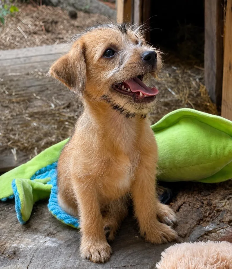 A baby small-sized male Shih Tzu dog named Bam Bam for adoption in Princeton, MA