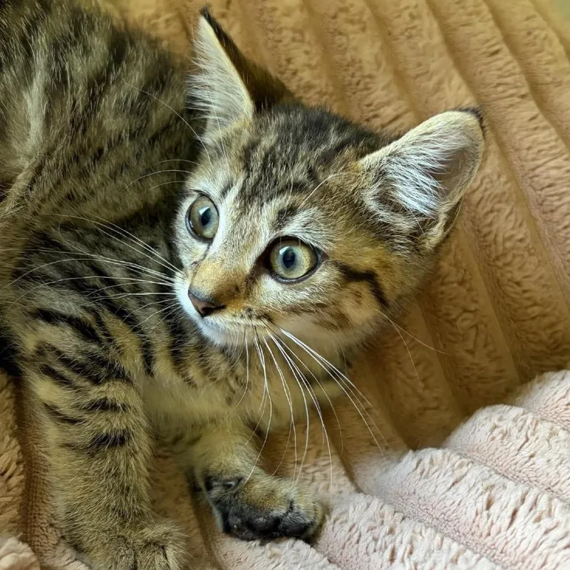 A baby medium-sized female Tabby (Gray / Blue / Silver) Domestic Short Hair cat named Zippy for adoption in Beulaville, NC
