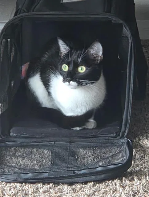 A young small-sized female Domestic Short Hair cat named Mishka for adoption in San Antonio, TX