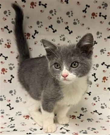 A baby small-sized female Domestic Short Hair cat named Vanelope for adoption in Riverside, CA