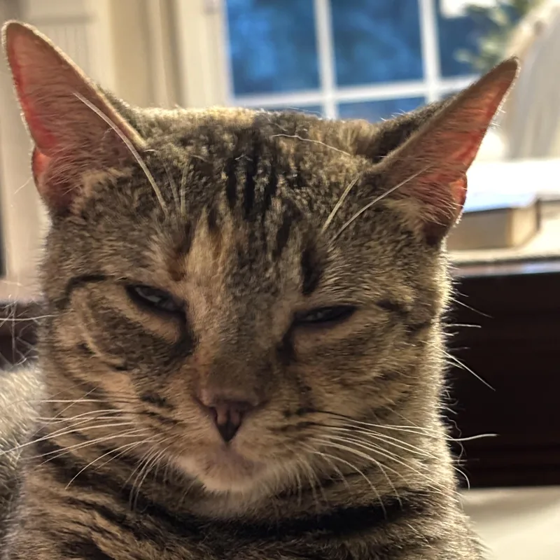 An adult medium-sized female Tabby (Brown / Chocolate) Domestic Short Hair cat named Addie for adoption in Easley, SC