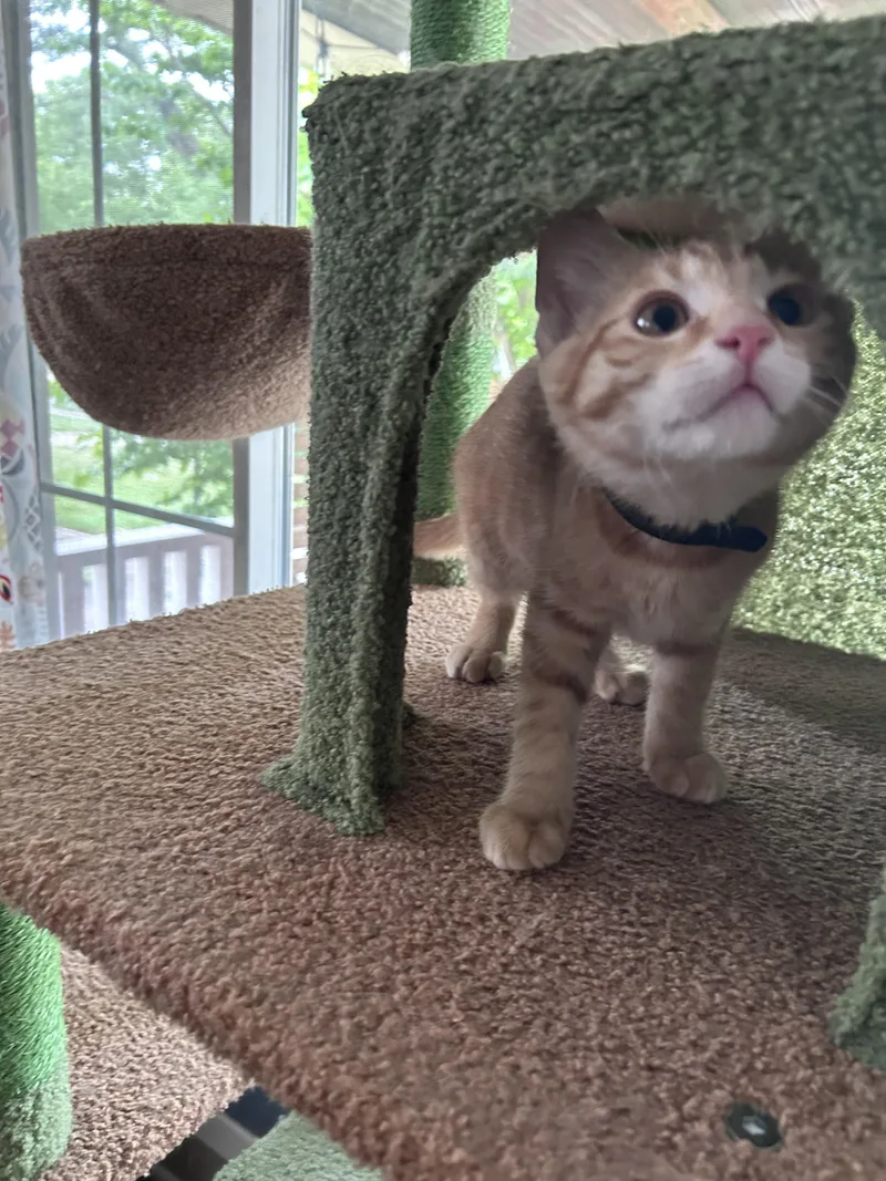 A baby medium-sized male Tabby (Orange / Red) American Shorthair cat named Colby for adoption in Cleveland, OH