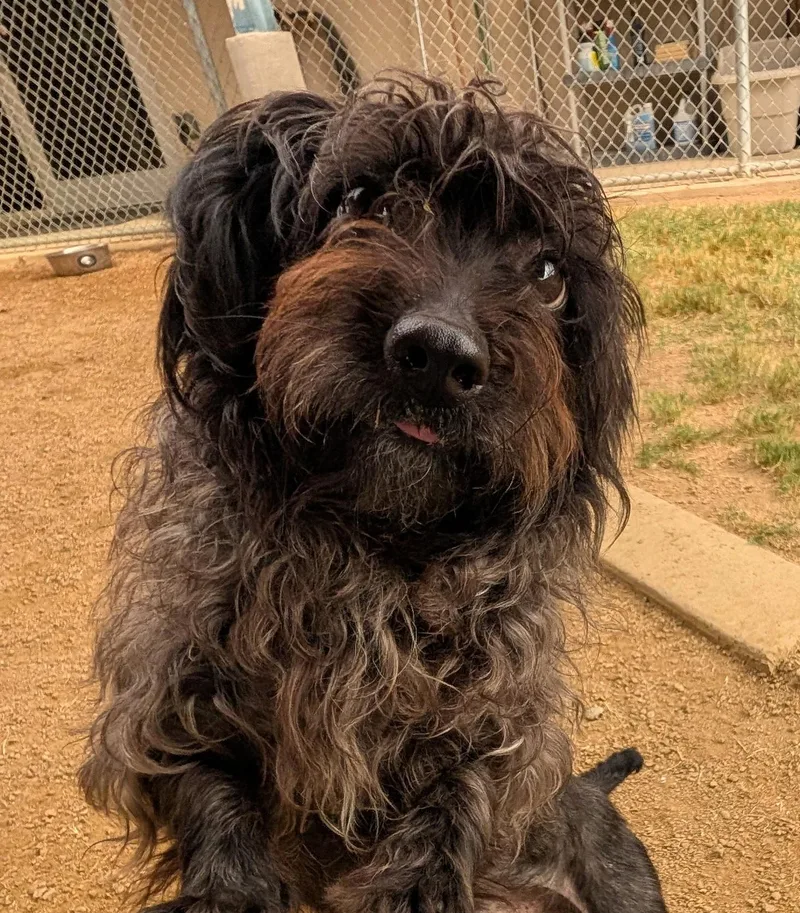 An adult small-sized male Havanese dog named Lenny A for adoption in Plano, TX
