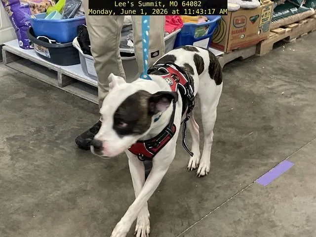 An adult large-sized female American Staffordshire Terrier dog named Zena for adoption in Lees Summit, MO
