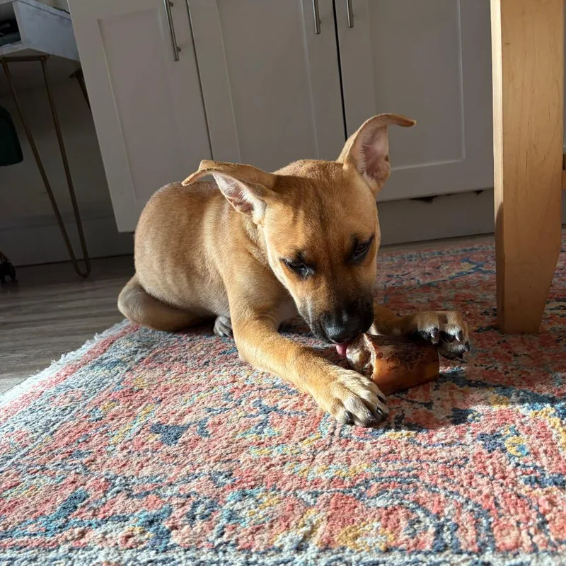 A baby large-sized female Yellow / Tan / Blond / Fawn Mixed Breed dog named Garbanzo for adoption in San Francisco, CA