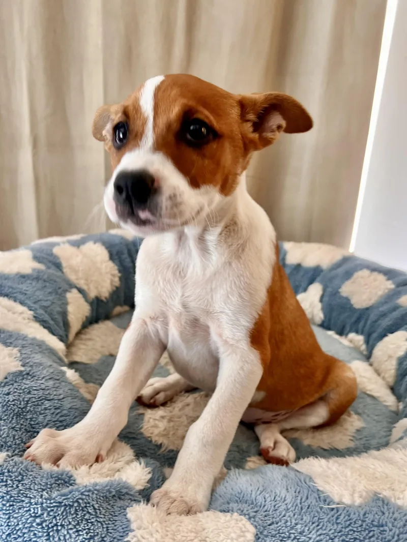 A baby medium-sized female Terrier dog named Sierra for adoption in Encino, CA