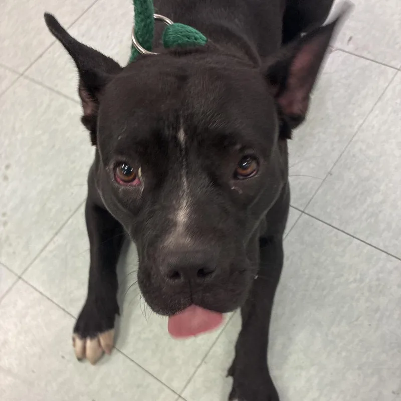 An adult medium-sized female Brindle Mixed Breed dog named Morticia for adoption in Philadelphia, PA