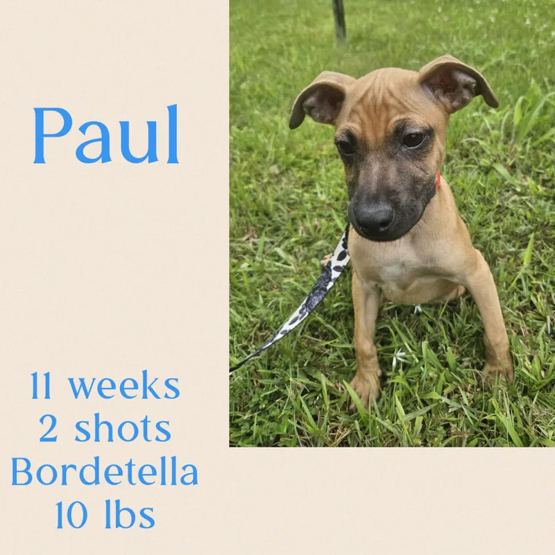 Paul