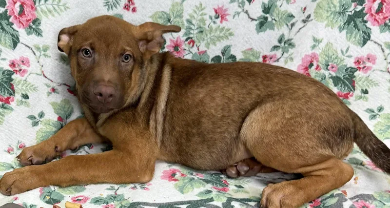 A young large-sized male Shepherd dog named Preston for adoption in Wetumpka, AL