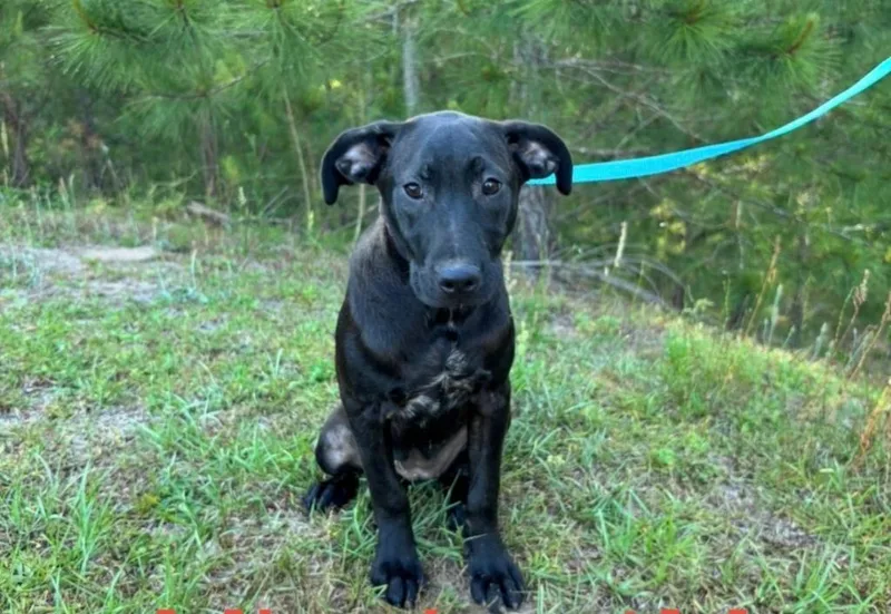 A baby extra large-sized female Labrador Retriever dog named Minnie for adoption in North Syracuse, NY