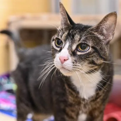 A senior small-sized female Buff & White Domestic Short Hair cat named Anna in Maine for adoption in Cumberland, ME