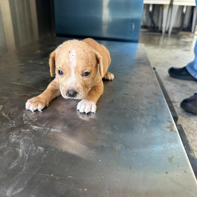 A baby small-sized male Chihuahua dog named Jerry for adoption in Bastrop, TX