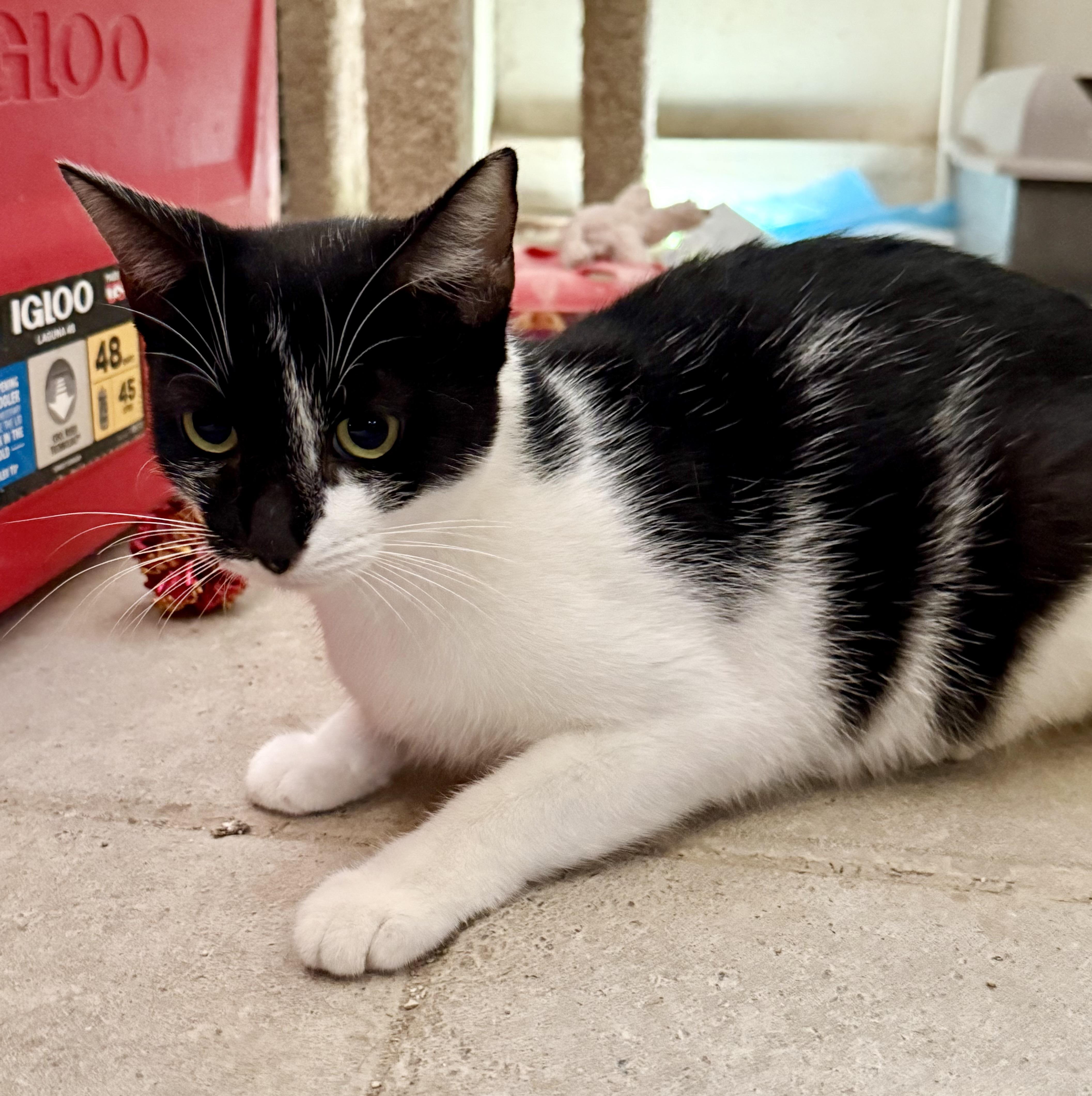 An adult medium-sized female Black & White / Tuxedo Domestic Short Hair cat named Panda for adoption in Marana, AZ
