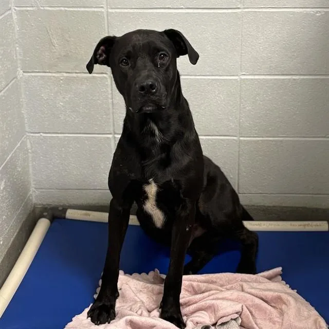 An adult medium-sized male Pit Bull Terrier dog named Kent for adoption in Huntsville, AL