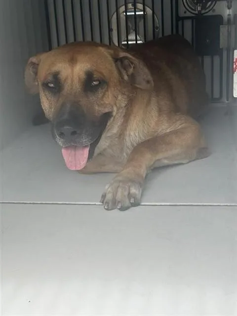 An adult large-sized male German Shepherd Dog dog named A for adoption in Houston, TX