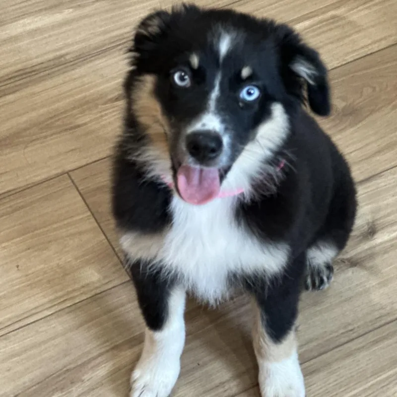 A baby medium-sized female Black Australian Shepherd dog named Bee for adoption in San Saba, TX