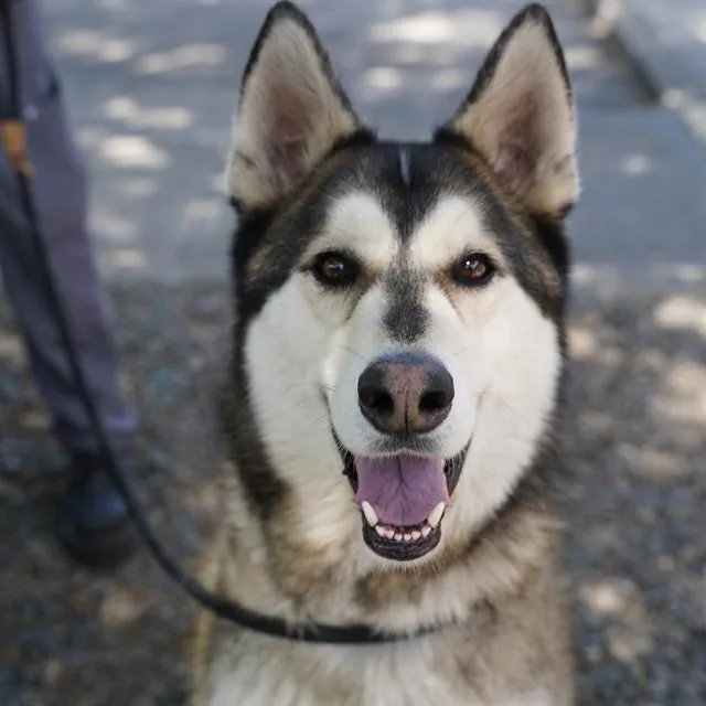 A young large-sized male Siberian Husky dog named Arrow for adoption in Sacramento, CA