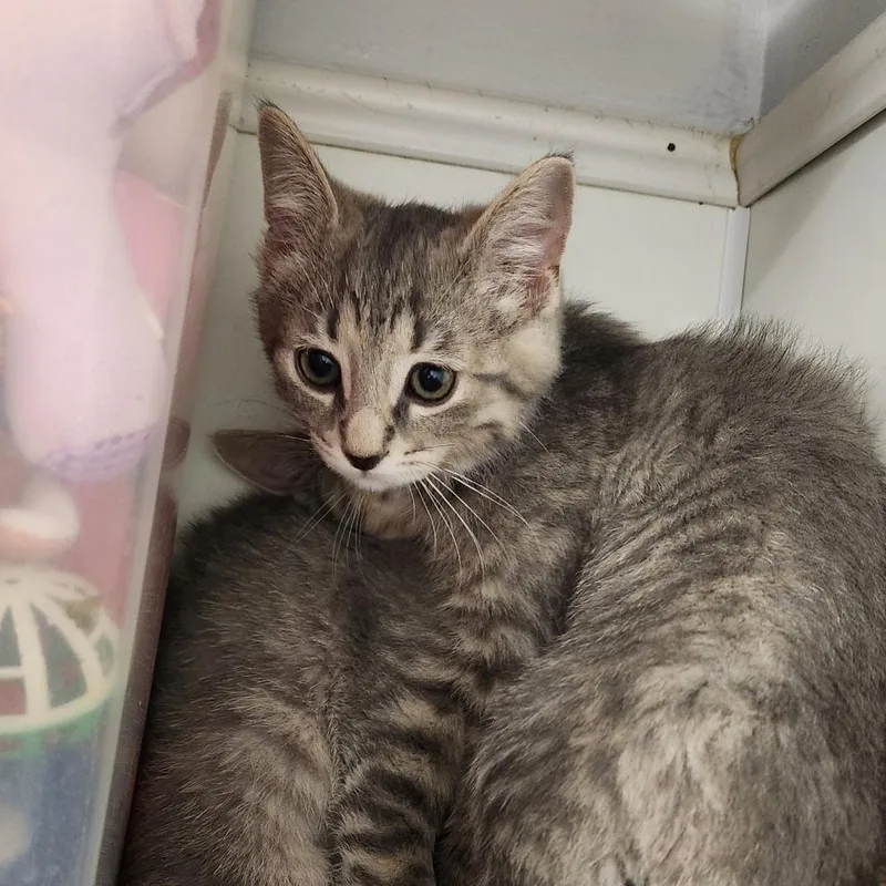 A baby small-sized male Gray / Blue / Silver Domestic Short Hair cat named Nile for adoption in Delaware, OH