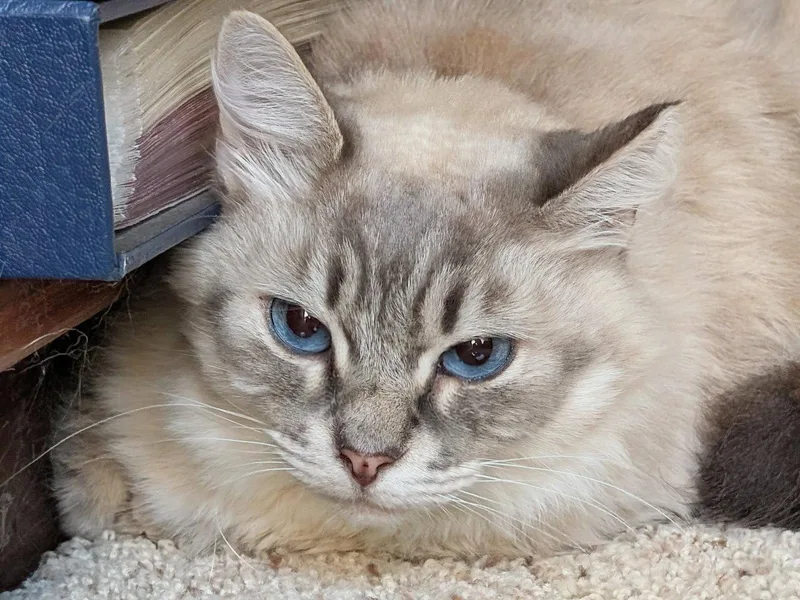 An adult medium-sized male Siamese cat named Callisto for adoption in Monrovia, CA