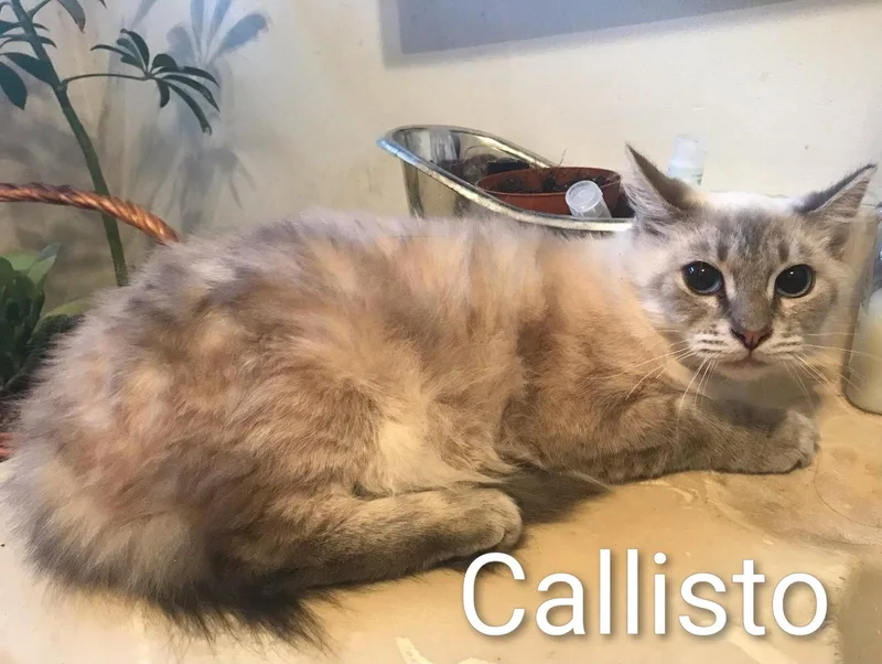 Callisto thumbnail 2