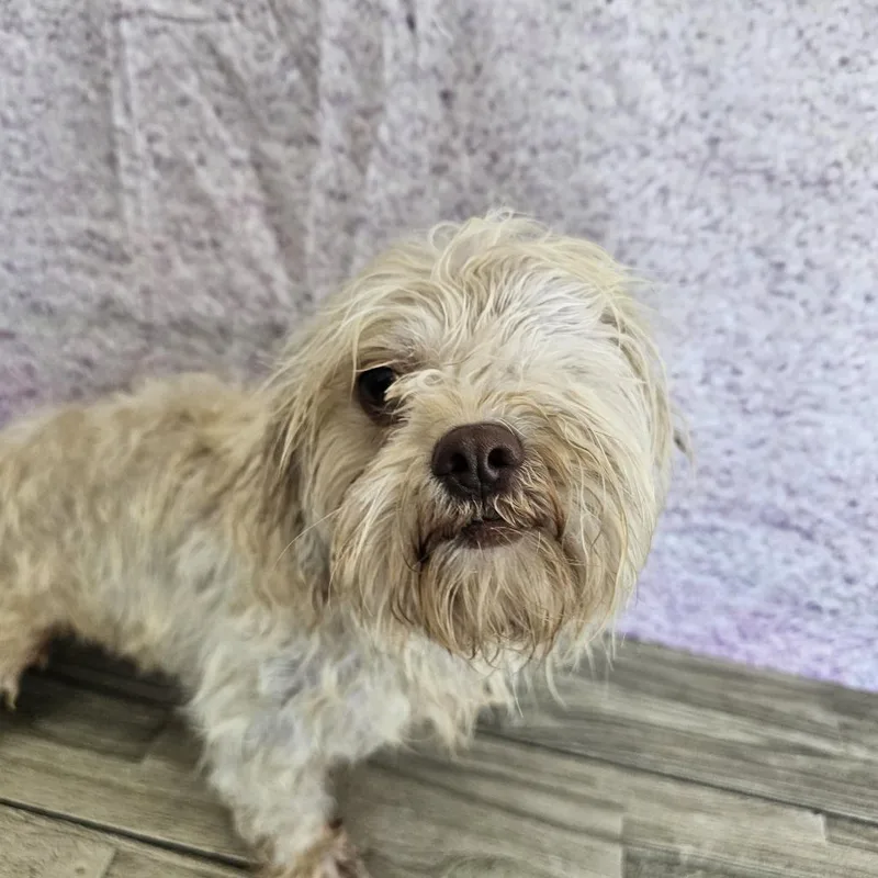An adult small-sized male White / Cream Miniature Poodle dog named Jughead for adoption in Normal, IL