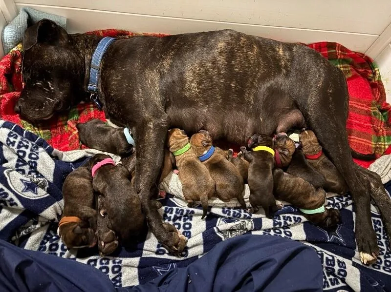 Cinderella Disney thumbnail 3