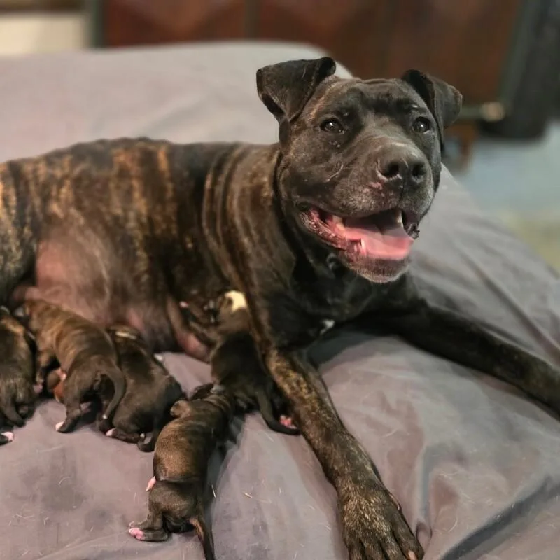 Cinderella Disney thumbnail 4