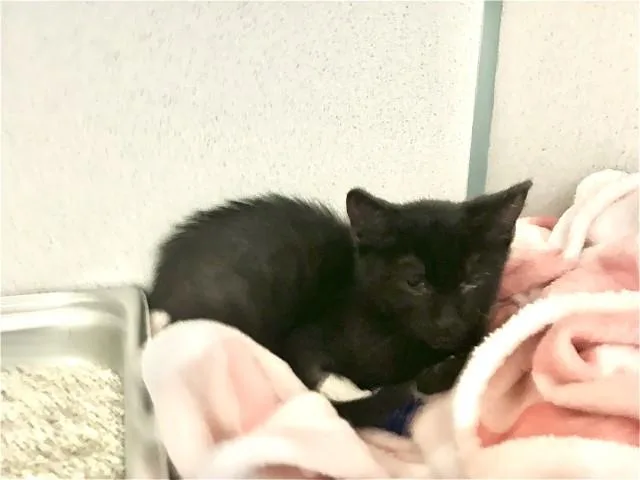 A baby small-sized female Domestic Short Hair cat named Sienna for adoption in Bakersfield, CA