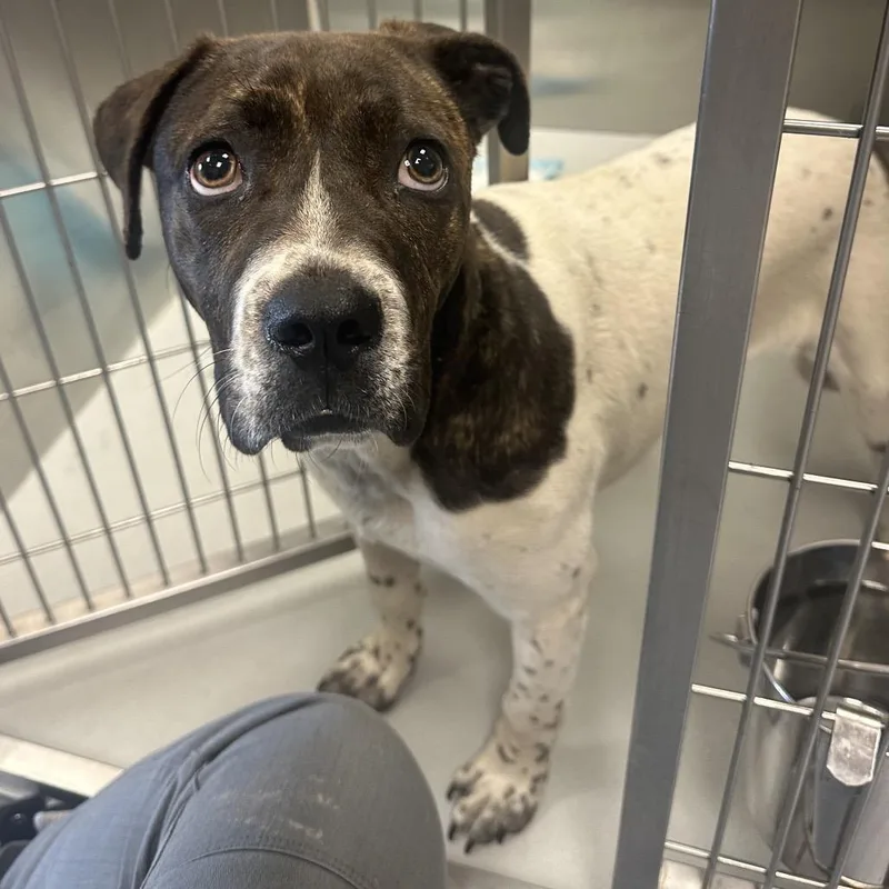 A young medium-sized female White / Cream Pit Bull Terrier dog named Nikki for adoption in Concord, NC