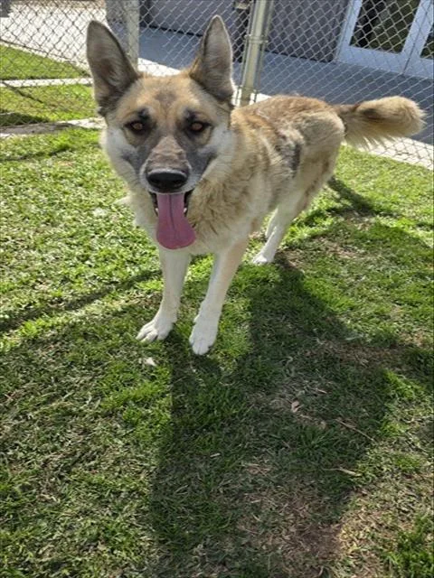 An adult large-sized female German Shepherd Dog dog named Maui for adoption in Riverside, CA
