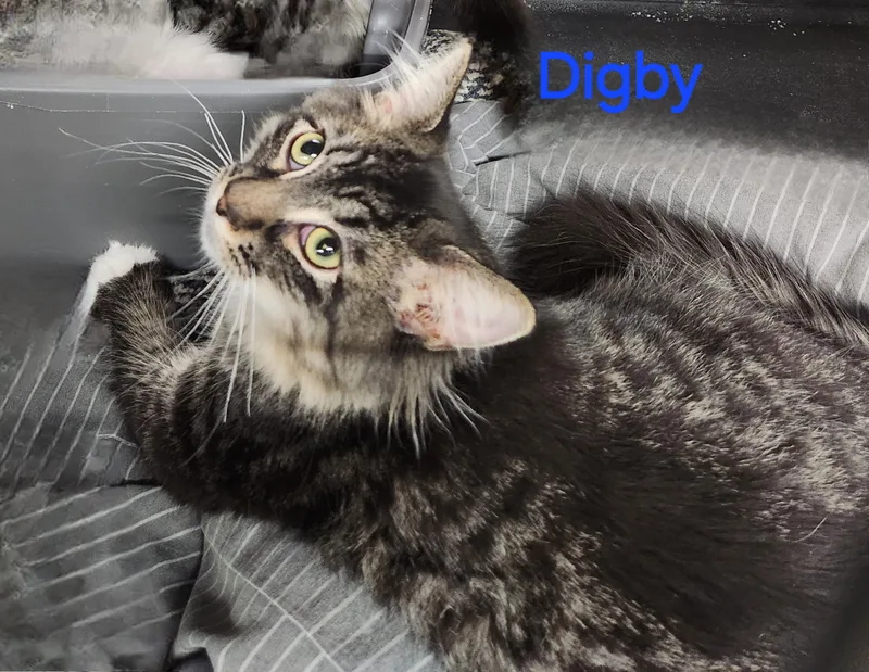 Digby thumbnail 4