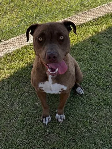 A young medium-sized female Brown / Chocolate Pit Bull Terrier dog named Elizabeth Blair Urgent for adoption in Thousand Oaks, CA