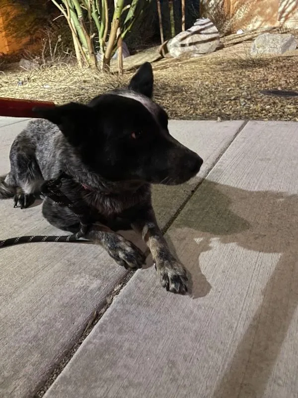 A young medium-sized female Australian Cattle Dog / Blue Heeler dog named Fly Leaf for adoption in Victorville, CA